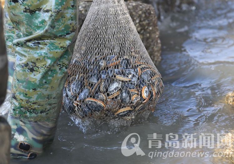 高清：冬日里后海退大潮 老憨蝦虎逛魚一挖一籮筐