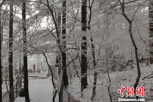 安徽黃山又迎降雪 雪凇云海獲游客點(diǎn)贊