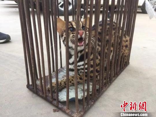 國家“三有”動物豹貓被當作家貓買賣 警民聯合救助