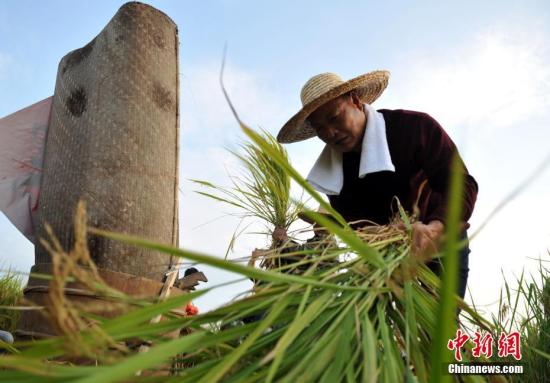 考古發(fā)現(xiàn)：7000年前南稻北黍共存淮河流域