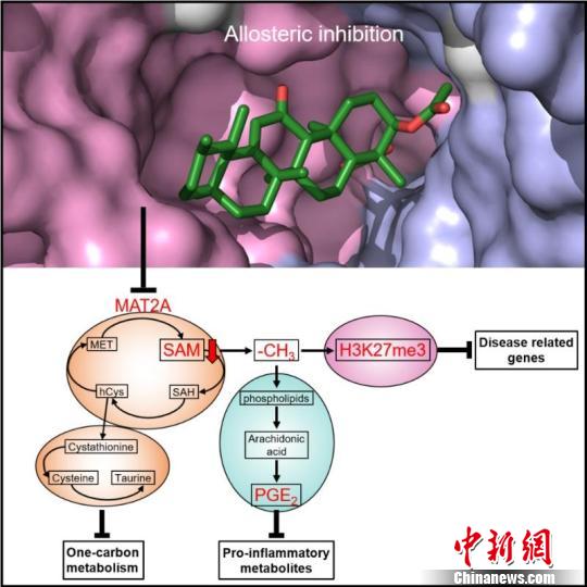 中國學(xué)者率先揭示乳香活性成分治療銀屑病新靶點(diǎn)和機(jī)制