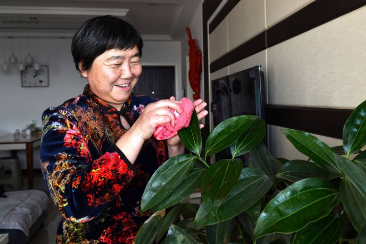 1月22日"棉花姑娘"李爱荣在济南市章丘区双山街道的家中打理绿植.