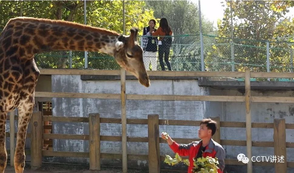 威海這家山野生動物世界上央視！講述長頸鹿生產過程