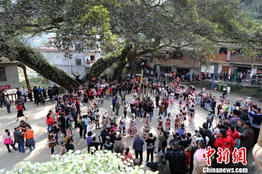 廣西苗寨民眾爭抱“山神” 祈日子紅火