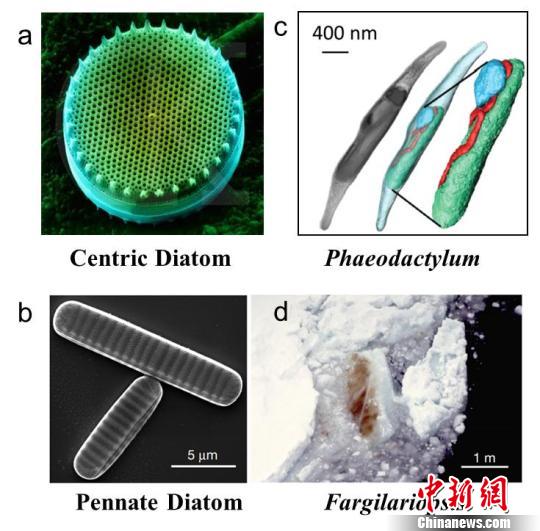 中國科學(xué)家完成“奇葩”光合物種硅藻首個(gè)光合膜蛋白結(jié)構(gòu)解析研究