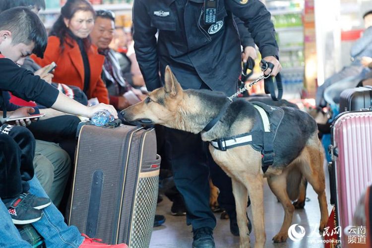 云南昆明：警犬上陣保春運(yùn) （組圖）