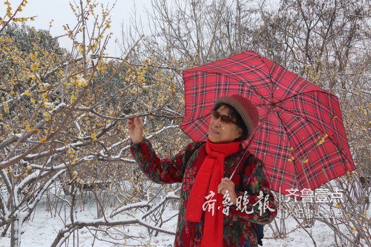 千佛山蠟梅園里踏雪尋梅，游客絡繹不絕