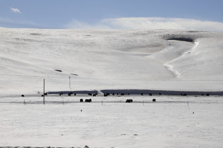 青海玉树遭遇十年一遇雪灾 救灾服务工作有序进行