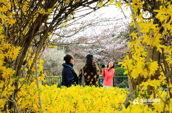 【花消息】春到島城迎春次第開 這份賞花攻略請收好