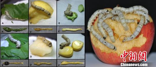 上海科學(xué)家揭示家蠶愛吃桑葉奧秘