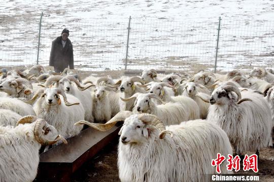 古稀牧民扎羅的心愿：日子好了更不能拖后腿