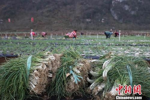 如何解決小農戶生產過程中的問題？農業農村部回應