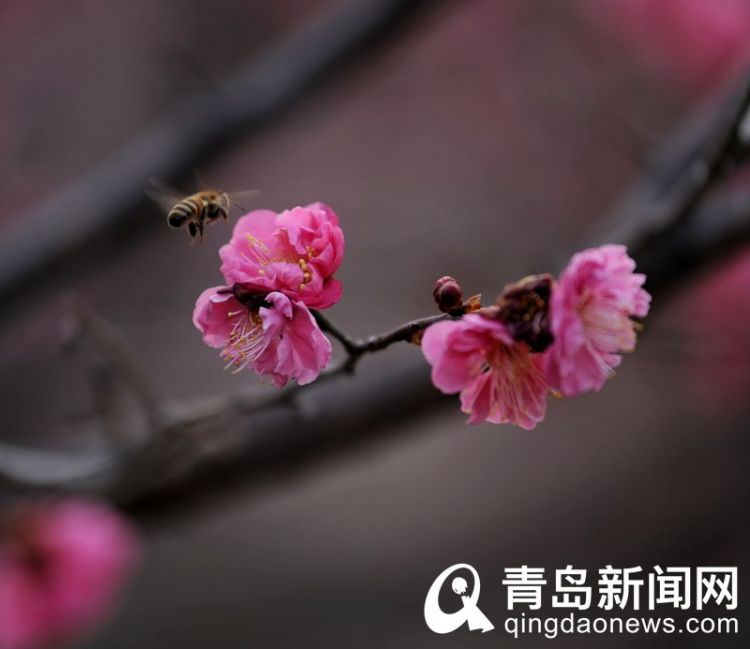 高清：花情探營 紅梅盛開 那樹那花那清香是獨特的美