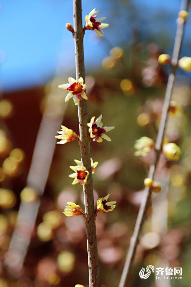 这几天,气温回升,阳光充足,低气温,高海拔的济南南部山区各大腊梅园也