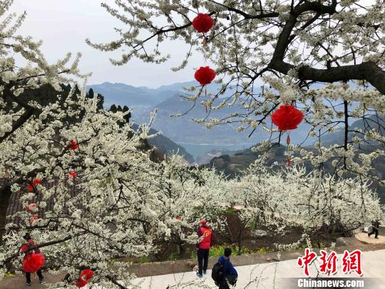 三峽庫區“花果經濟”促農增收