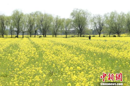 上海：都市現(xiàn)油菜花海 滿幅金燦燦似畫卷