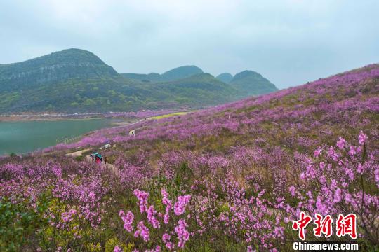 湖南江永紫荊花絢麗綻放 宛如落霞