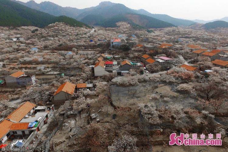 春光無限 青島嶗山北宅萬畝櫻桃花盛放