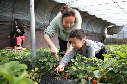 孩子們高興地自己采摘草莓