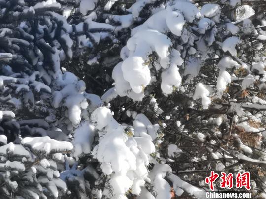 清明時節“雪紛紛” 內蒙古上演別樣地域圖景