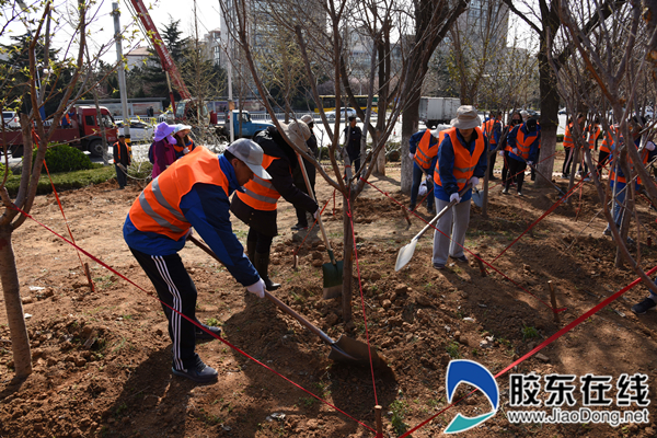 煙臺市城管局園林建設養(yǎng)護中心增綠添綠干出“加速度”