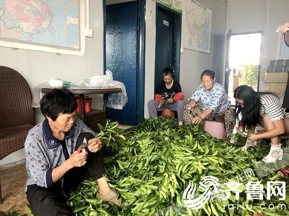 成王果業的工人們正忙著修剪果苗。華龍網—新重慶客戶端記者 李黎 攝