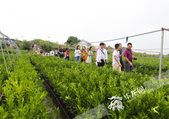 記者們參觀成王果業(yè)的苗木基地。華龍網(wǎng)-新重慶客戶端記者 張質(zhì) 攝