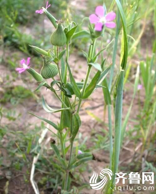 传承中医中药 常用中药系列简介——王不留行