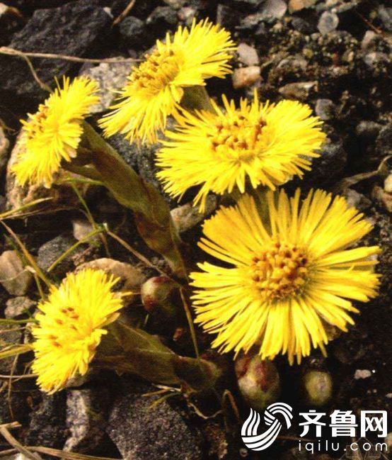 传承中医中药 常用中药系列简介——款冬花_医美_健康科普_健康_齐鲁网