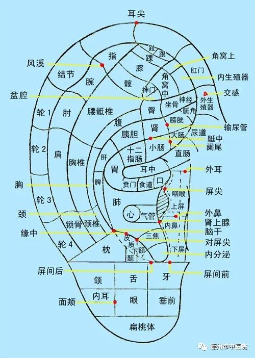 经常性失眠,怎么办?德州市中医院专家支招:试试耳穴压豆