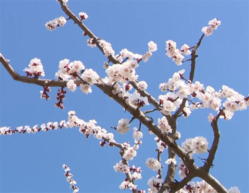 擁抱春天 云端賞景丨春風花草香 濱州各色花朵競相開放齊爭艷