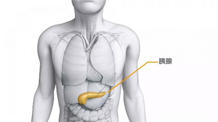 胰腺位置示意图图片