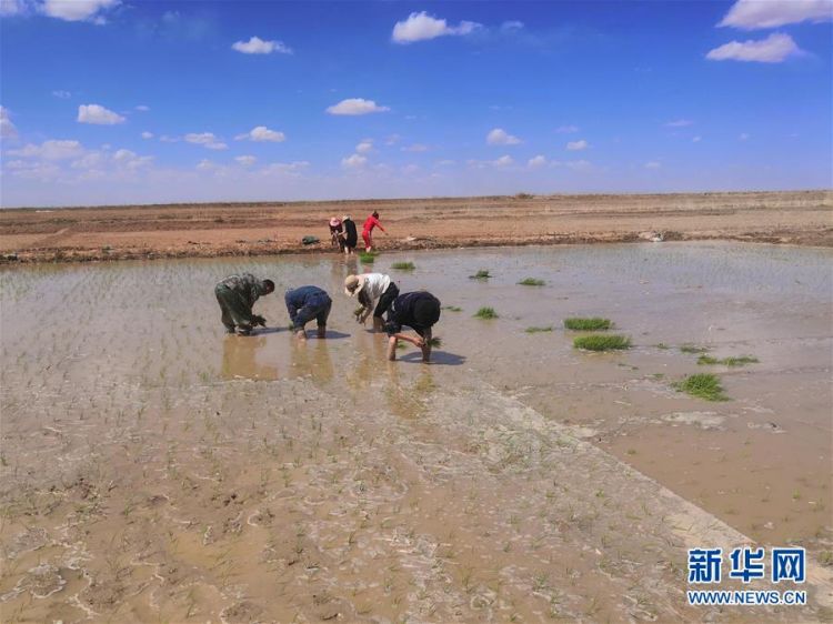 （圖文互動）（2）海水稻首次在青藏高原柴達木盆地試種植