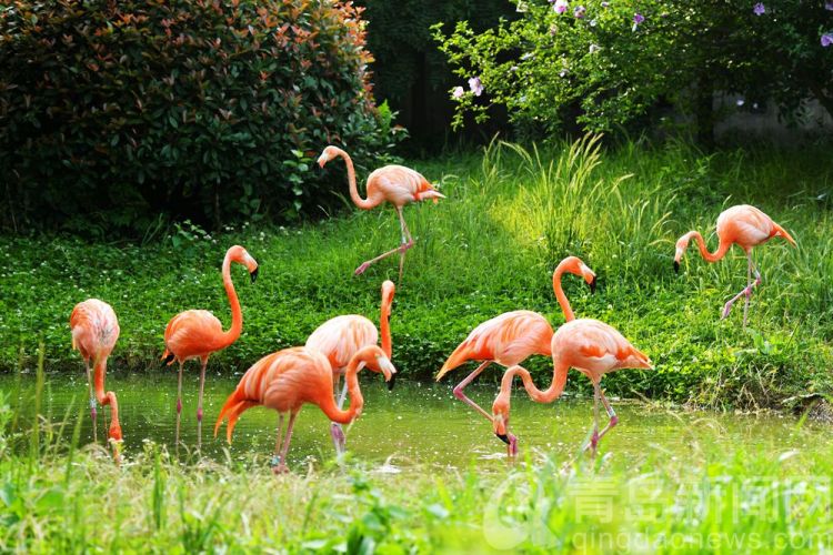 火烈鳥動物園內享愜意時光