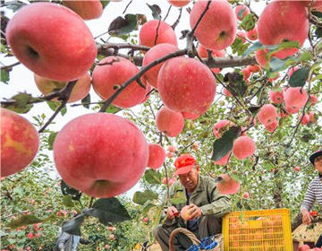 荣成市：精致“金苹果”成熟了！