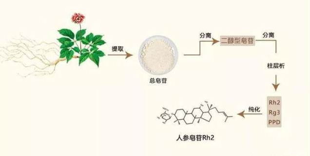 人參皂苷rh2怎麼讀,人參皂苷rh2的用途