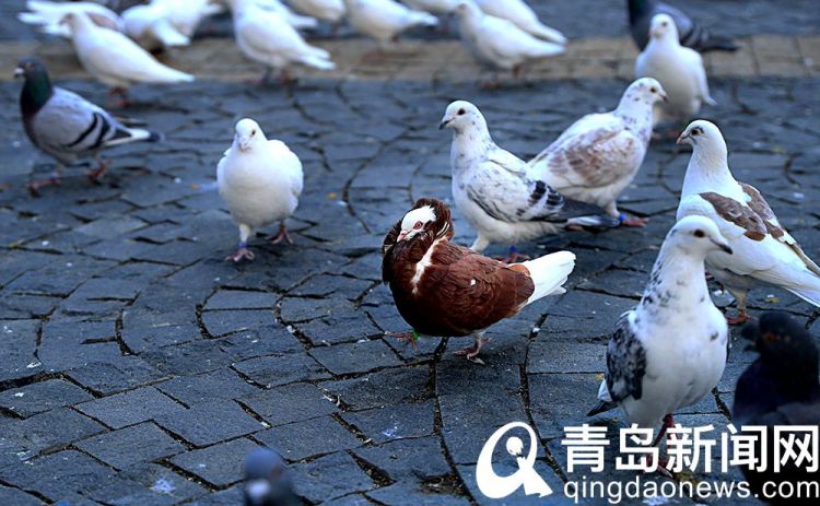 红树林广场 有一种穿着"毛领大衣"的鸽子很有范儿_青岛民生_青岛_齐鲁