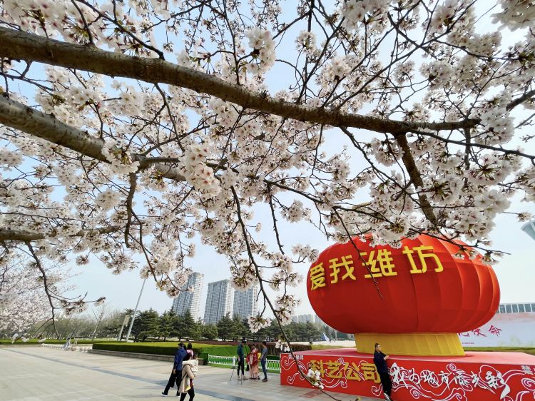 賞櫻花去_濰坊民生_濰坊_齊魯網