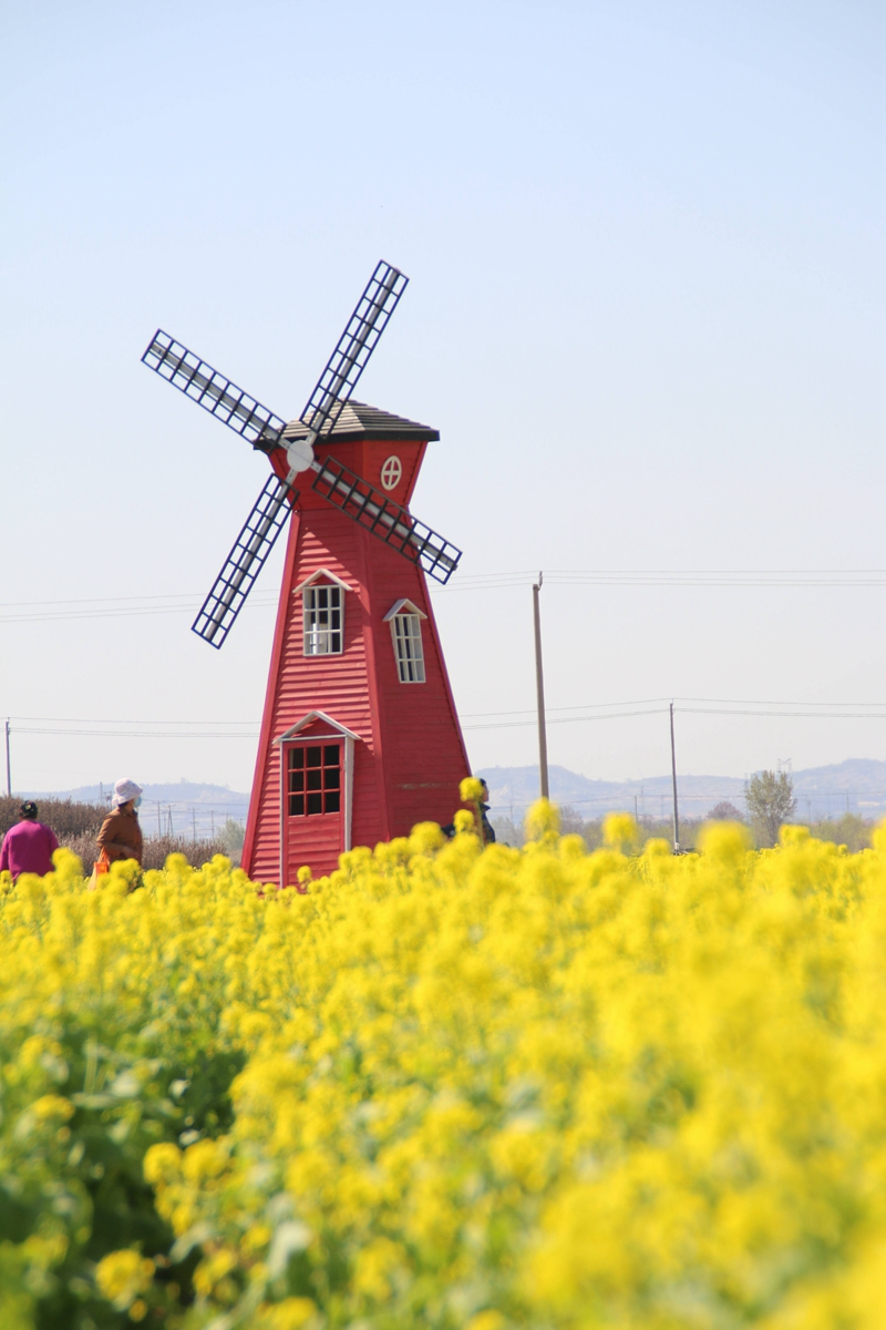 莱州:300亩白菜花"金黄"上线