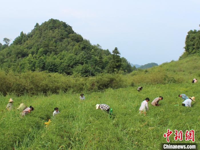 貴州金沙：種下紅辣椒過上“紅”日子