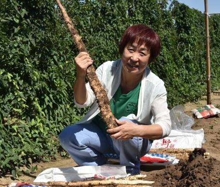 鄒平長山鎮(zhèn)3000余畝細毛山藥喜獲豐收