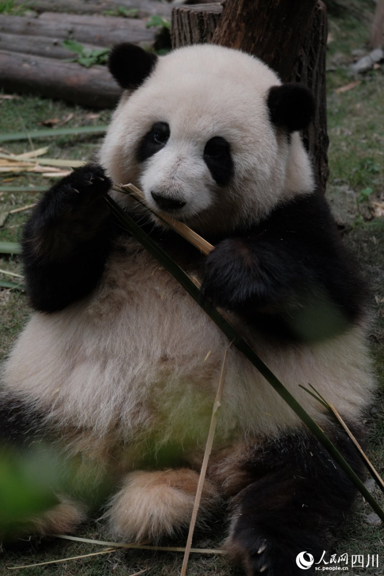 成都大熊猫繁育研究基地供图4