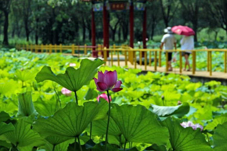 滕州市微山湖紅河濕地野生紅荷。受訪者供圖