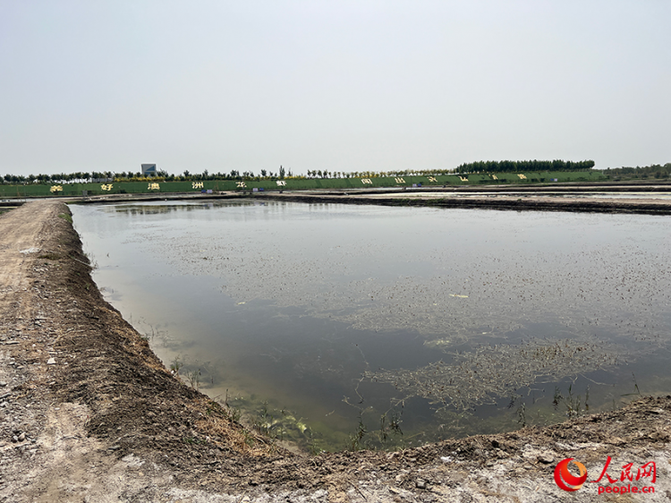 新疆麥蓋提縣澳洲淡水龍蝦試驗養殖基地的龍蝦池。人民網記者 常雪梅攝