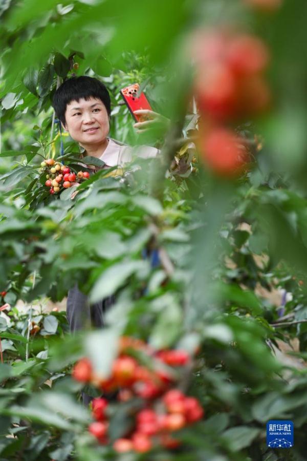 山东临沭：特色种植富乡村