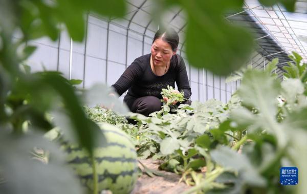 山东临沭：特色种植富乡村