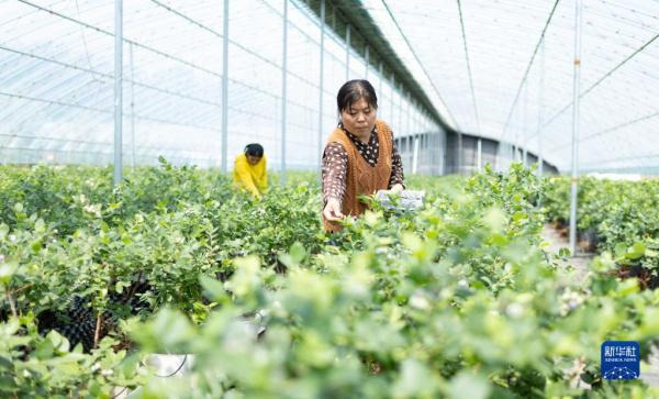 山东临沭：特色种植富乡村