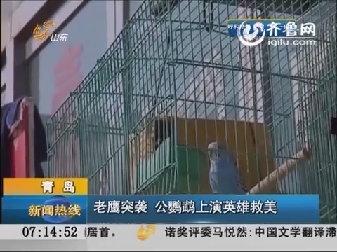 青岛：老鹰突袭 公鹦鹉上演英雄救美