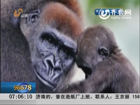 美国：两类亚型艾滋病毒确认源自大猩猩